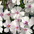 Флокс Шиловидный Amazing Grace