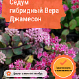 Седум гибридный Вера Джамесон Седум гибридный Вера Джамесон