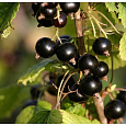 Смородина черная Валовая Смородина черная Валовая