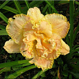 Лилейник гибридный Nature's Crown