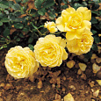 Роза миниатюрная Голден Мейландина Роза миниатюрная Голден Мейландина