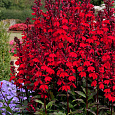 Лобелия прекрасная Старшип Скарлет Лобелия прекрасная Старшип Скарлет