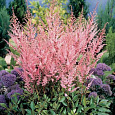 Астильба простолистная Бронс Элеганс Астильба простолистная Бронс Элеганс