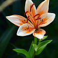 Лилия азиатская Орaндж Электрик Лилия азиатская Орaндж Электрик