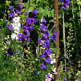 Дельфиниум однолетний Летний танец Дельфиниум однолетний Летний танец