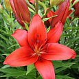 Лилия азиатская Родилана