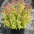 Душица (Орегано) Variegata Душица (Орегано) Variegata