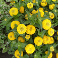 Цинния низкорослая Фея Желтая Цинния низкорослая Фея Желтая