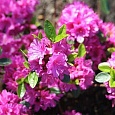Азалия японская Geisha Purple
