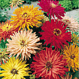 Цинния кактусовидная Микс Цинния кактусовидная Микс