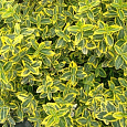 Бересклет Форчуна Emerald'n Gold
