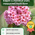 Бадан (Слоновьи уши) сердцелистный Rose Бадан (Слоновьи уши) сердцелистный Rose