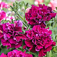 Петуния махровая многоцветковая Дуо бургунди Петуния махровая многоцветковая Дуо бургунди