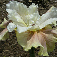 Ирис сибирский Wynne Magnolia Ирис сибирский Wynne Magnolia