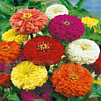 Цинния Гиганты Бенари смесь окрасок Цинния Гиганты Бенари смесь окрасок
