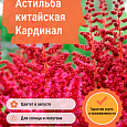 Астильба китайская Кардинал