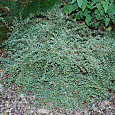 Кизильник Variegata
