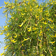 Акация желтая Валкер