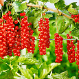 Смородина красная Ранняя сладкая Смородина красная Ранняя сладкая