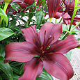 Лилия азиатская Дименшн Лилия азиатская Дименшн