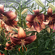 Лилия азиатская Танго Чоклат Ивент Лилия азиатская Танго Чоклат Ивент
