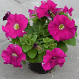 Петуния грандифлора Дримс Неон Роуз