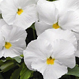Виола (Фиалка, Анютины глазки) гибридная Белоснежка Виола (Фиалка, Анютины глазки) гибридная Белоснежка