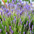 Лаванда широколистная Винтер Лэйс