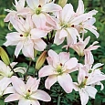 Лилия азиатская махровая Спринг Пинк