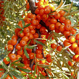 Облепиха Чечек Облепиха Чечек