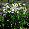 Ирис сибирский Wynne Magnolia Ирис сибирский Wynne Magnolia