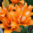 Лилия азиатская махровая Дабл Ориндж Лилия азиатская махровая Дабл Ориндж