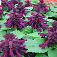 Сальвия сверкающая Шарм Пурпурная