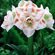 Амариллис махровый Нимф
