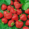 Земляника садовая Хоней Земляника садовая Хоней