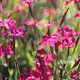 Гвоздика травянка Confetti Deep Red
