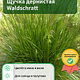 Щучка дернистая Waldschratt