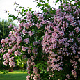 Кольквиция прелестная Pink Cloud