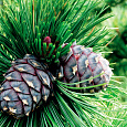 Сосна кедровая