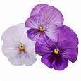 Виола крупноцветковая Матрикс Лавендер Шейдес Виола крупноцветковая Матрикс Лавендер Шейдес