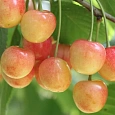 Черешня  Северная
