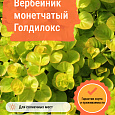 Вербейник монетчатый Голдилокс