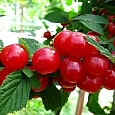 Вишня войлочная Вишня войлочная