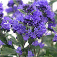 Кариоптерис кландоненского Kew Blue