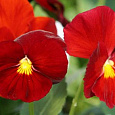 Виола крупноцветковая Селло Скарлет Виола крупноцветковая Селло Скарлет