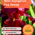 Ирис бородатый Ред Зингер Ирис бородатый Ред Зингер