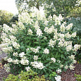 Гортензия метельчатая Floribunda