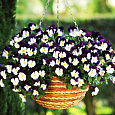 Виола (Фиалка, Анютины глазки) ампельная Жемчужный водопад F1