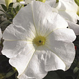 Петуния крупноцветковая Танго Белая Петуния крупноцветковая Танго Белая