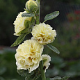 Мальва (Шток-роза) розовая Chater's Double Yellow
